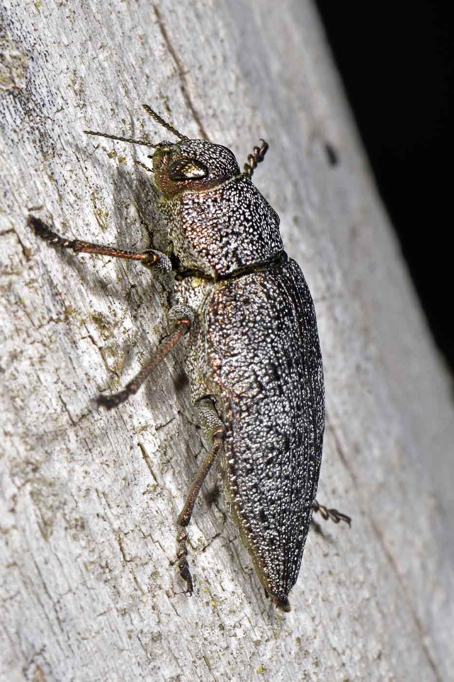 Buprestidae: Dicerca aenea ? S